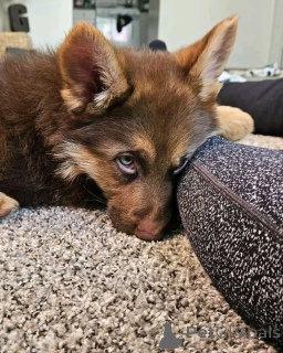 Foto №2 zu Ankündigung № 136349 zu verkaufen deutscher schäferhund - einkaufen Deutschland züchter