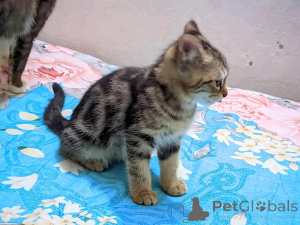 Foto №2 zu Ankündigung № 138913 zu verkaufen american shorthair - einkaufen Deutschland quotient 	ankündigung, züchter