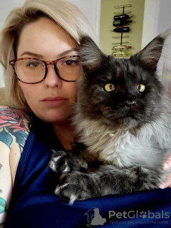 Foto №3. Maine-Coon-Kätzchen/Katzen Zu Verkaufen. Deutschland