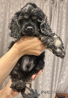 Foto №1. amerikanischer cocker spaniel - zum Verkauf in der Stadt Ust-Kamenogorsk | 319€ | Ankündigung № 141288