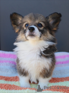 Foto №4. Ich werde verkaufen welsh corgi in der Stadt Karlsruhe. züchter - preis - verhandelt