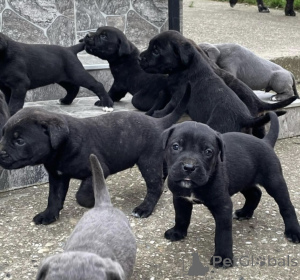Foto №2 zu Ankündigung № 137391 zu verkaufen cane corso italiano - einkaufen Serbien quotient 	ankündigung