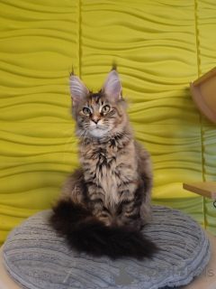 Foto №4. Ich werde verkaufen maine-coon-katze in der Stadt Las Palmas de Gran Canaria. quotient 	ankündigung - preis - 340€