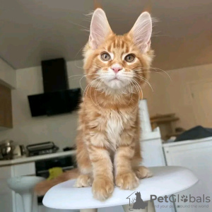 Foto №4. Ich werde verkaufen maine-coon-katze in der Stadt Вашингтон. quotient 	ankündigung - preis - 379€