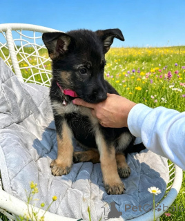 Foto №1. deutscher schäferhund - zum Verkauf in der Stadt Ansbach | verhandelt | Ankündigung № 173483
