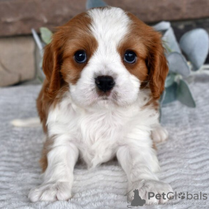 Foto №1. cavalier king charles spaniel - zum Verkauf in der Stadt Даллас | 284€ | Ankündigung № 45808