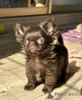 Foto №1. chihuahua - zum Verkauf in der Stadt München | verhandelt | Ankündigung № 159375