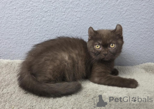 Foto №1. american curl - zum Verkauf in der Stadt Baaienfurt | 350€ | Ankündigung № 177960