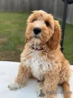 Foto №2 zu Ankündigung № 165714 zu verkaufen labradoodle - einkaufen Großbritannien quotient 	ankündigung, züchter
