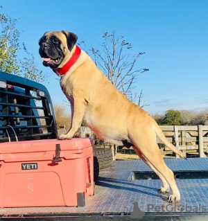 Zusätzliche Fotos: Prächtige Bullmastiff-Welpen gehen jetzt los