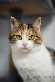 Foto №1.  - zum Verkauf in der Stadt Chimki | Frei | Ankündigung № 159490