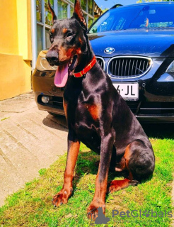 Zusätzliche Fotos: Dobermann WUNDERSCHÖNE Welpen