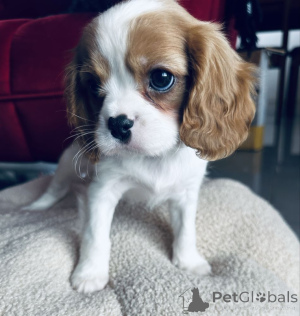 Foto №1. cavalier king charles spaniel - zum Verkauf in der Stadt Düsseldorf | Frei | Ankündigung № 160198
