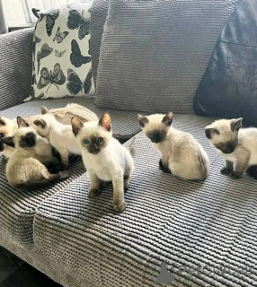 Foto №1. siamkatze - zum Verkauf in der Stadt Hannover | 250€ | Ankündigung № 156678