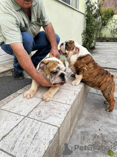 Foto №4. Ich werde verkaufen englische bulldogge in der Stadt Панчево. züchter - preis - verhandelt