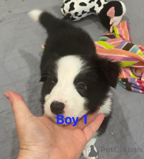 Foto №2 zu Ankündigung № 175180 zu verkaufen border collie - einkaufen Deutschland 