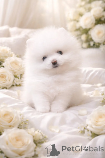 Foto №1. mischlingshund - zum Verkauf in der Stadt Dnipro | 1000€ | Ankündigung № 166527