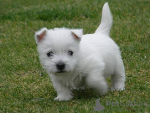 Foto №2 zu Ankündigung № 133197 zu verkaufen west highland white terrier - einkaufen Schweiz quotient 	ankündigung