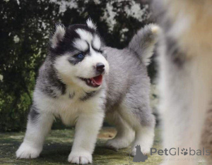 Foto №1. siberian husky - zum Verkauf in der Stadt Tallinn | 750€ | Ankündigung № 160465