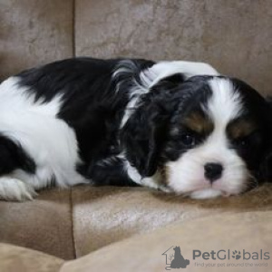 Foto №4. Ich werde verkaufen cavalier king charles spaniel in der Stadt Nürnberg. quotient 	ankündigung, vom kindergarten, züchter - preis - 280€