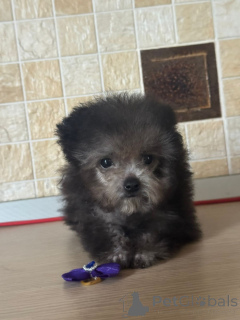 Foto №1. pudel (zwerg) - zum Verkauf in der Stadt Krasnodar | 2479€ | Ankündigung № 155084