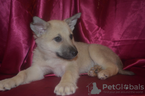 Foto №1. mischlingshund - zum Verkauf in der Stadt Краснокамск | Frei | Ankündigung № 9264