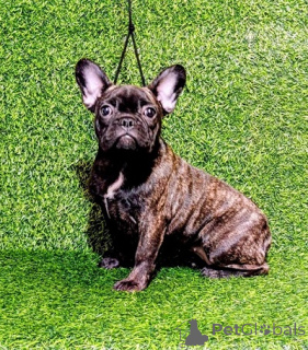 Foto №2 zu Ankündigung № 174711 zu verkaufen französische bulldogge - einkaufen Serbien züchter