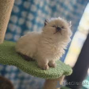 Foto №1. munchkin - zum Verkauf in der Stadt Amsterdam | 500€ | Ankündigung № 162814