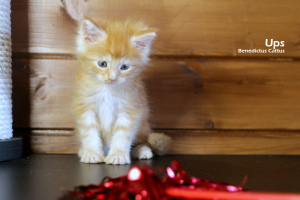 Zusätzliche Fotos: Maine Coon Kätzchen roter Marmor Junge