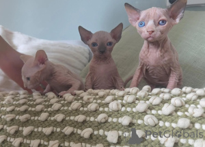 Foto №1. sphynx cat - zum Verkauf in der Stadt HASTEDT | 350€ | Ankündigung № 177610