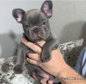 Foto №1. französische bulldogge - zum Verkauf in der Stadt Berlin | verhandelt | Ankündigung № 115813