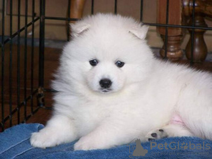 Foto №3. Mooie Pomeriaanse Welpen ter adoptie. Belgien