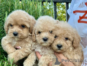 Foto №1. maltipu - zum Verkauf in der Stadt München | verhandelt | Ankündigung № 155638