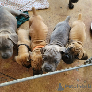Foto №2 zu Ankündigung № 175423 zu verkaufen cane corso italiano - einkaufen Litauen quotient 	ankündigung, züchter