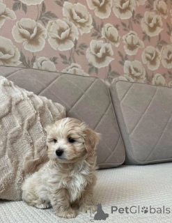 Foto №4. Ich werde verkaufen maltipu in der Stadt Stralsund. quotient 	ankündigung - preis - Frei