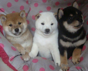 Foto №1. shiba - zum Verkauf in der Stadt GELENKIRCHEN | 450€ | Ankündigung № 169473
