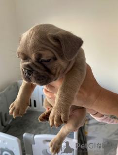 Zusätzliche Fotos: Französische Bulldoggenwelpen zu verkaufen