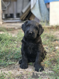 Foto №4. Ich werde verkaufen schnauzer in der Stadt Kharkov. vom kindergarten - preis - 586€