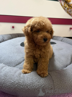 Foto №4. Ich werde verkaufen pudel (toy) in der Stadt Zrenjanin. quotient 	ankündigung - preis - verhandelt