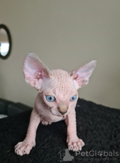 Foto №1. sphynx-katze - zum Verkauf in der Stadt Антверпен | 200€ | Ankündigung № 123521