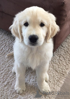 Foto №2 zu Ankündigung № 110833 zu verkaufen golden retriever - einkaufen Deutschland quotient 	ankündigung, vom kindergarten, züchter