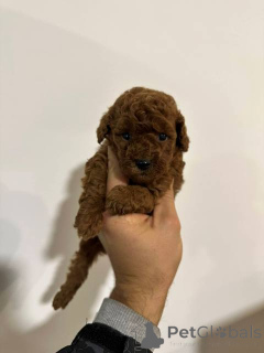 Foto №3. Zwergpudel aus erstklassiger Abstammung. Serbien