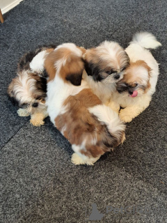Foto №2 zu Ankündigung № 64069 zu verkaufen shih tzu - einkaufen Frankreich züchter