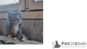 Zusätzliche Fotos: Kätzchen auf der Suche nach einem Zuhause