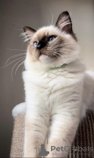 Foto №2 zu Ankündigung № 71276 zu verkaufen ragdoll-katze - einkaufen Polen züchter