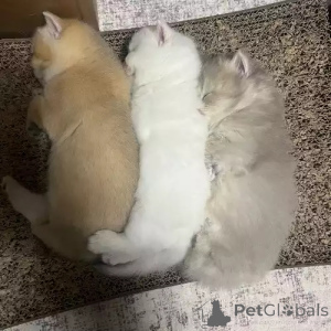 Foto №2 zu Ankündigung № 167268 zu verkaufen britisch kurzhaar - einkaufen Deutschland quotient 	ankündigung