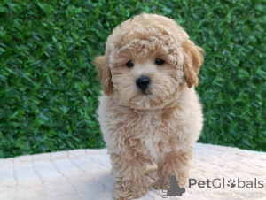 Foto №2 zu Ankündigung № 144294 zu verkaufen maltipu - einkaufen Serbien 