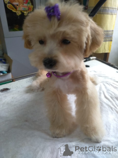 Foto №3. Maltipa. Georgien