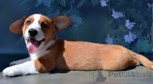 Foto №2 zu Ankündigung № 54517 zu verkaufen welsh corgi - einkaufen Russische Föderation vom kindergarten