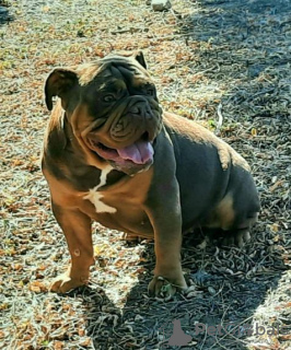 Foto №4. Ich werde verkaufen englische bulldogge in der Stadt Belgrad. züchter - preis - Frei